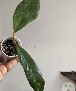 Hoya finlaysonii 'Chicken Farm'
