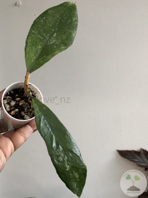 Hoya finlaysonii 'Chicken Farm'