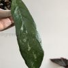 Hoya finlaysonii 'Chicken Farm'