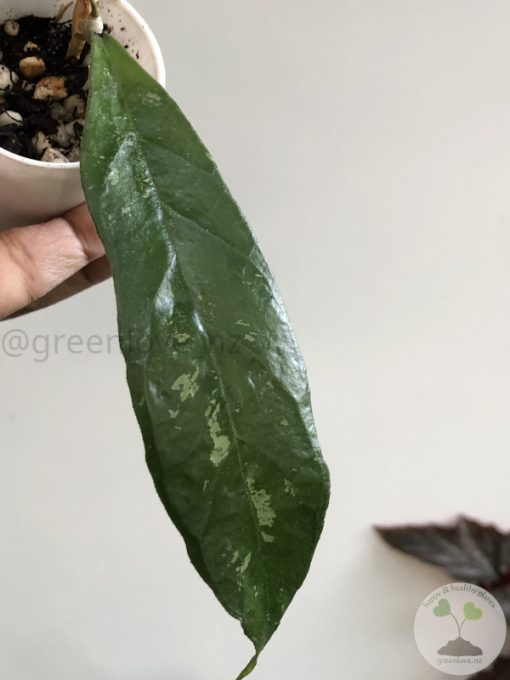 Hoya finlaysonii 'Chicken Farm'