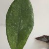 Hoya finlaysonii 'Chicken Farm'