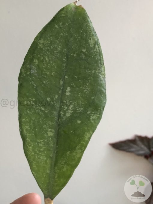 Hoya finlaysonii 'Chicken Farm'