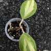 Hoya incrassata 'Moonshadow'