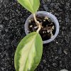 Hoya incrassata 'Moonshadow'