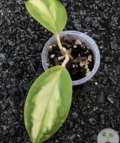 Hoya incrassata 'Moonshadow'