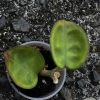 Hoya clinton