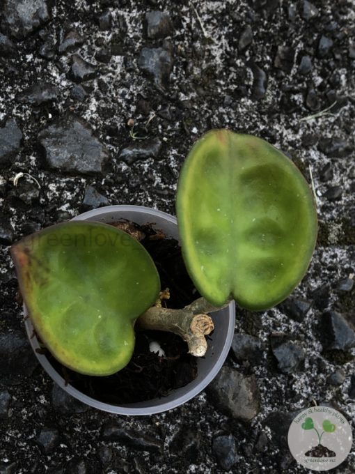 Hoya clinton