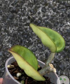 Hoya clinton