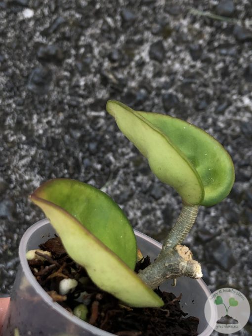 Hoya clinton