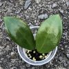 Hoya Suet Jade