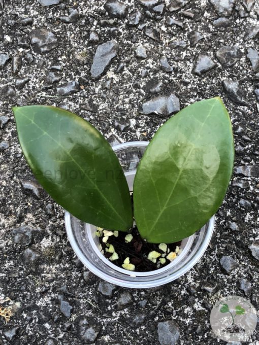 Hoya Suet Jade