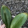 Hoya Suet Jade