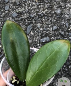 Hoya Suet Jade