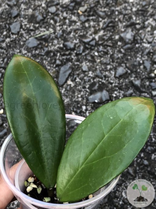 Hoya Suet Jade