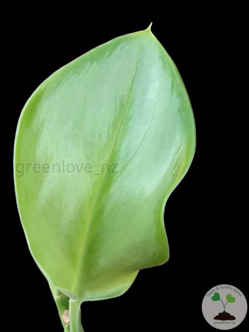 Scindapsus Moonlight