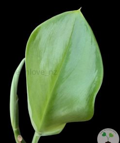 Scindapsus Moonlight