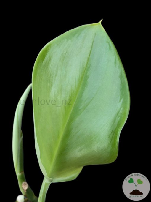 Scindapsus Moonlight