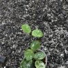 Hoya mathilde 'Splash'