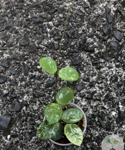 Hoya mathilde 'Splash'