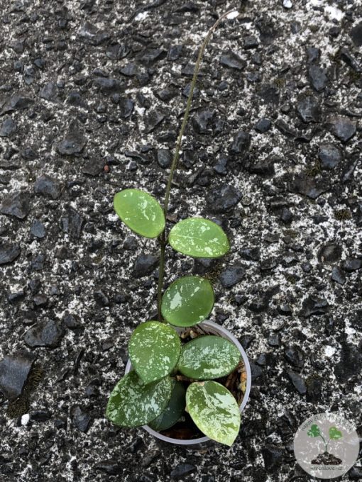 Hoya mathilde 'Splash'