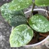 Hoya mathilde 'Splash'
