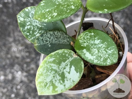 Hoya mathilde 'Splash'