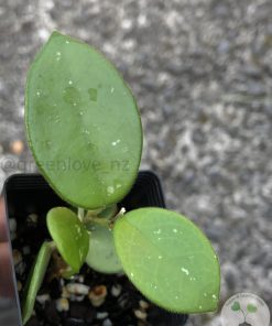 Hoya mathilde