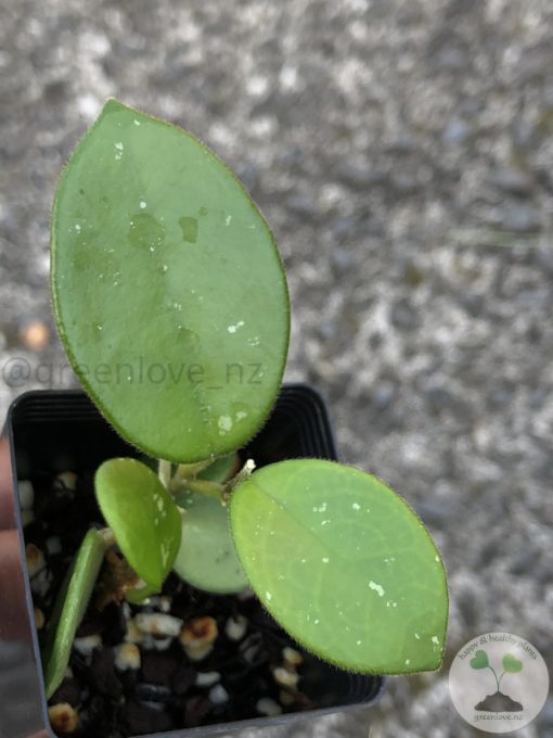 Hoya mathilde
