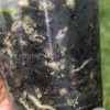 Rare Scindapsus Black Dragon Variegata - B