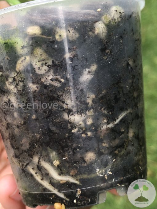 Rare Scindapsus Black Dragon Variegata - B