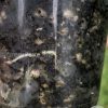 Rare Scindapsus Black Dragon Variegata - B