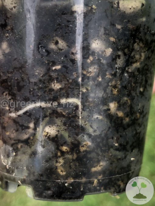 Rare Scindapsus Black Dragon Variegata - B
