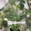 Anthurium Crystallinum X Forgetii - B