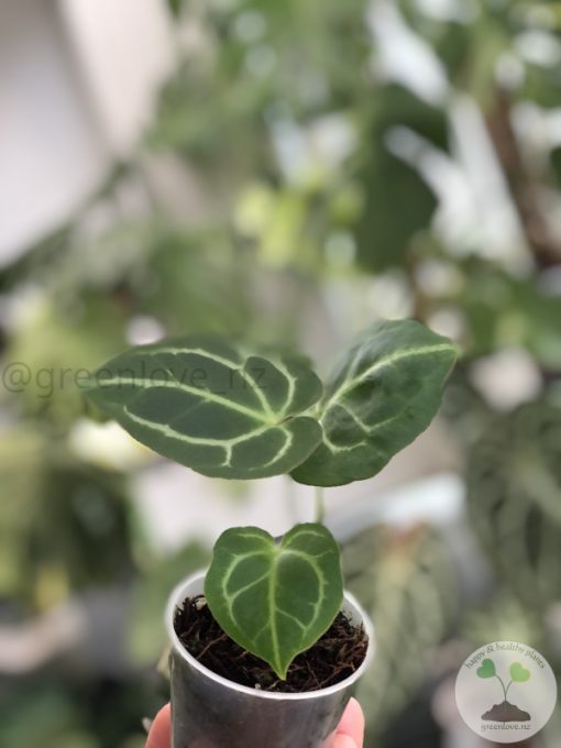 Anthurium Crystallinum X Forgetii - B