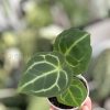 Anthurium Crystallinum X Forgetii - B
