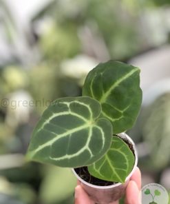 IMG_7525 Anthurium Crystallinum X Forgetii - B