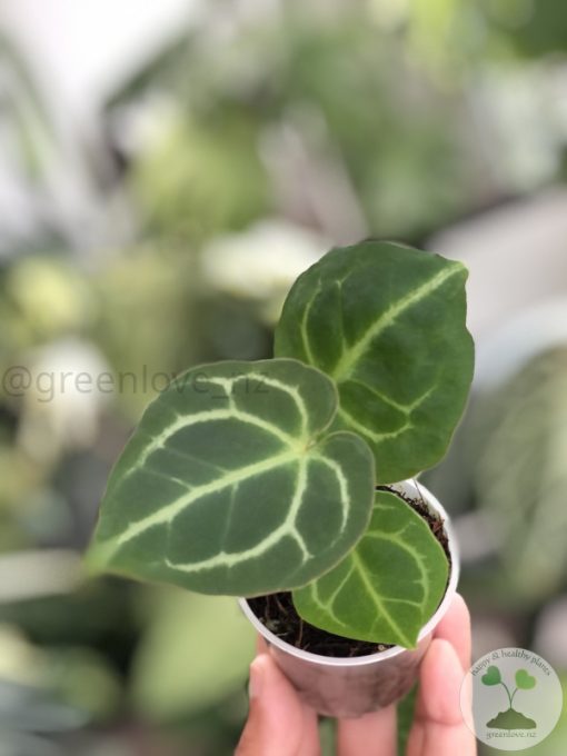 Anthurium Crystallinum X Forgetii - B