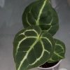 Anthurium Crystallinum X Forgetii - B