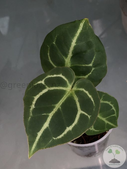 Anthurium Crystallinum X Forgetii - B