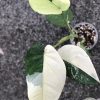 Variegated Chiapense - 6th leaf unfurling