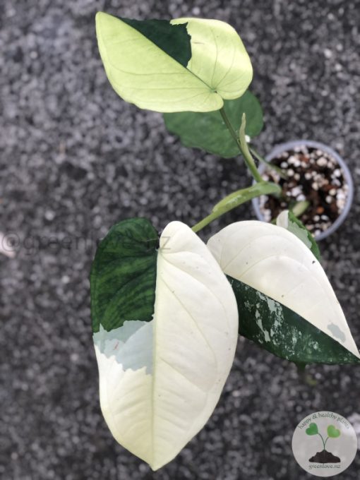 Variegated Chiapense - 6th leaf unfurling