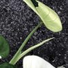Variegated Chiapense - 6th leaf unfurling