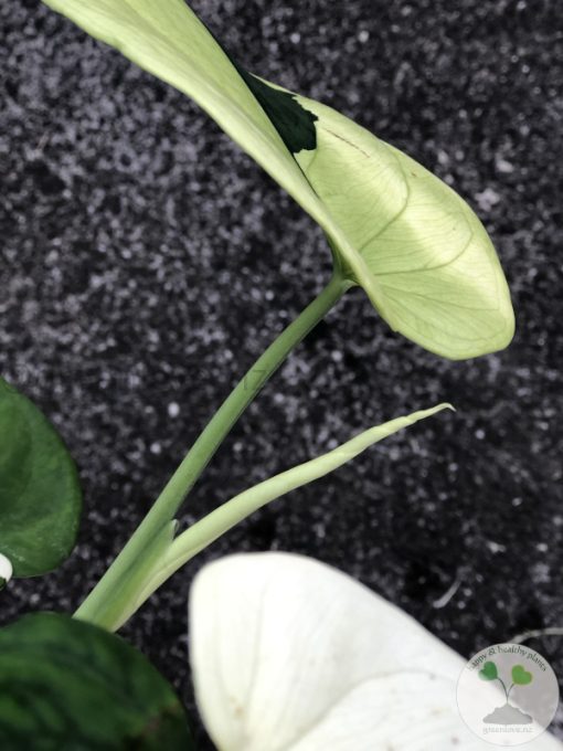 Variegated Chiapense - 6th leaf unfurling