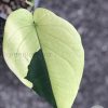Variegated Chiapense - 6th leaf unfurling