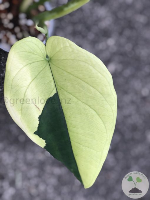 Variegated Chiapense - 6th leaf unfurling