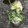 Alocasia Nairobi Nights Variegated