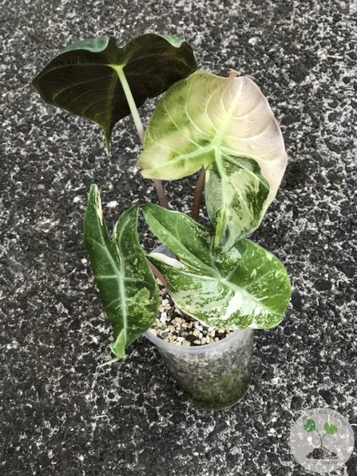 Alocasia Nairobi Nights Variegated