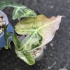 Alocasia Nairobi Nights Variegated