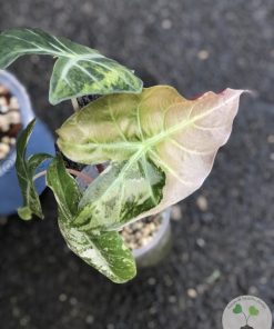IMG_7613 Alocasia Nairobi Nights Variegated