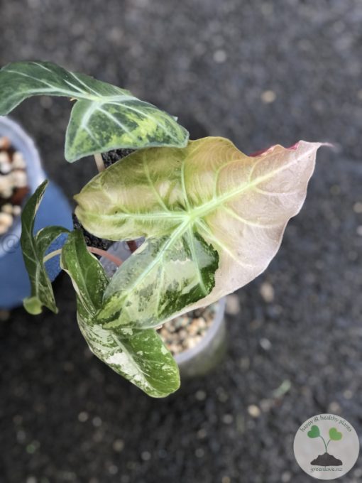 Alocasia Nairobi Nights Variegated